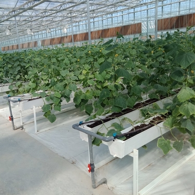 Modular Agricultural Greenhouse For Sale Dome Roof Cover Film Side Cover Multi Span Cucumber Lettuce Growing